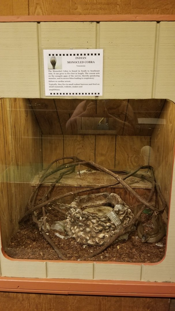 Pocono Snake&Animal Farm - Monocled Cobra