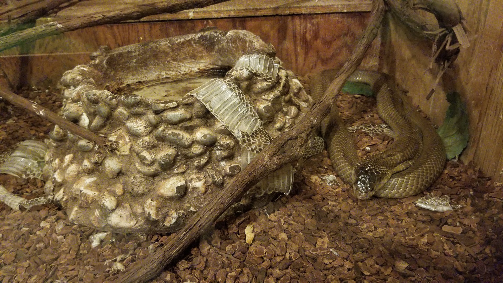 Pocono Snake&Animal Farm - Moonocled Cobra