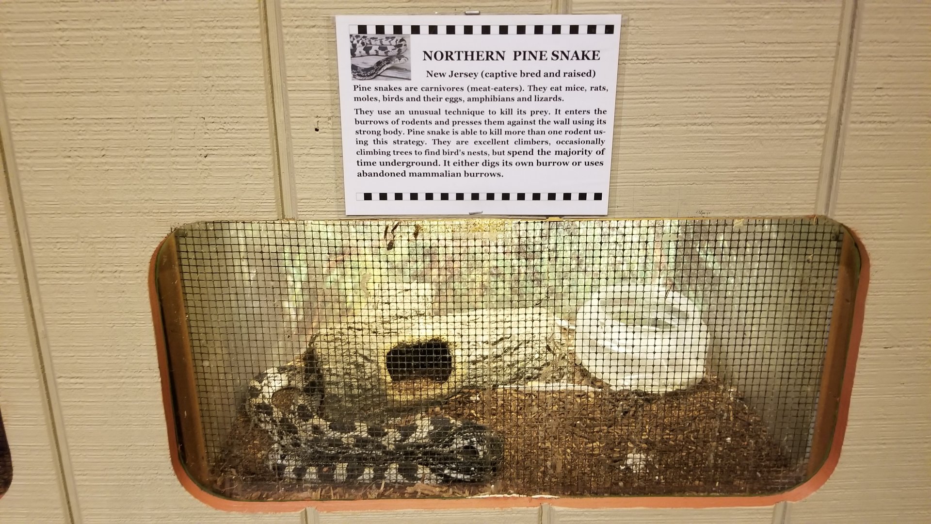 Pocono Snake&Animal Farm - Northern Pine Snake