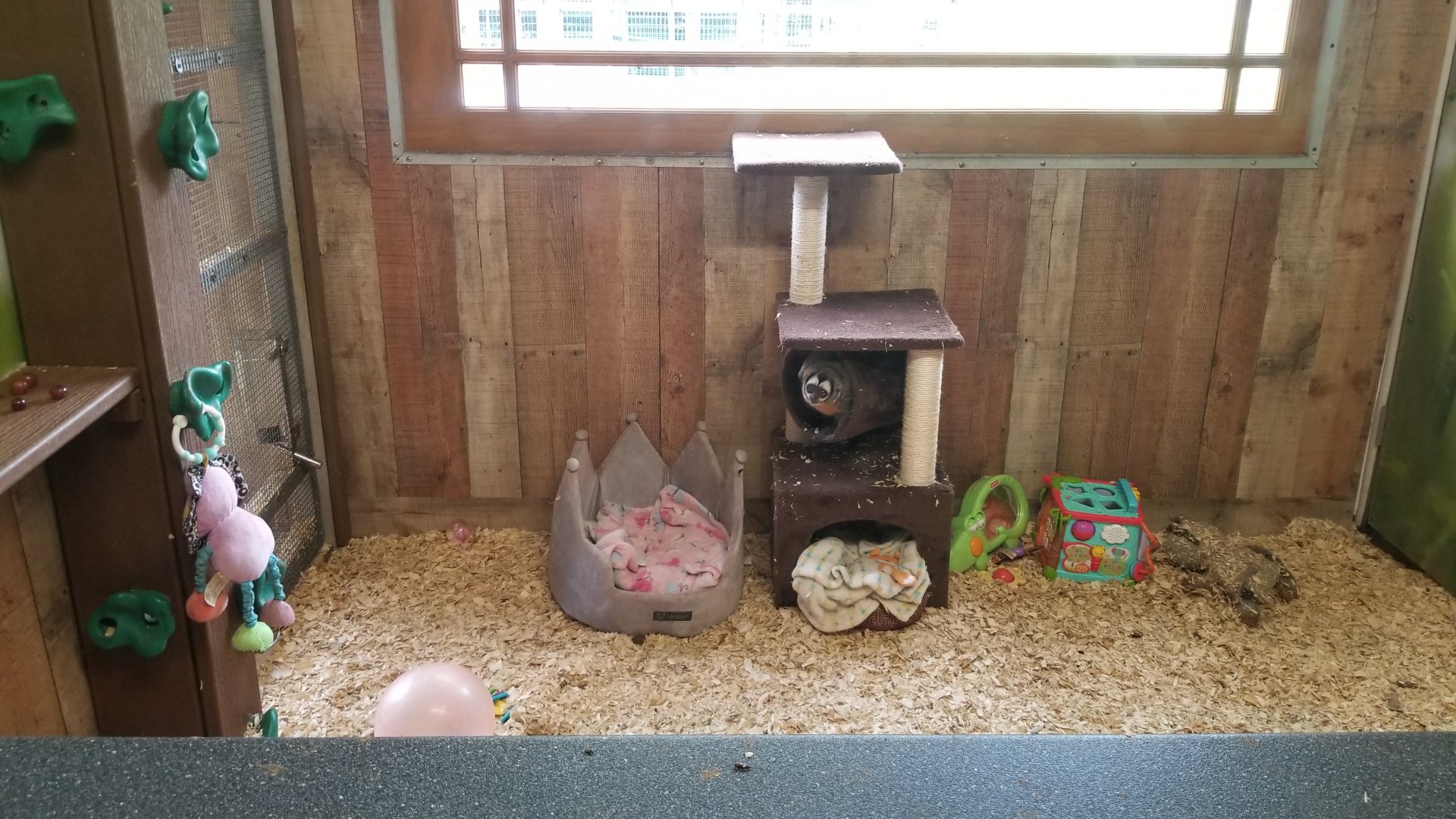 Pocono Snake&Animal Farm - Owl Monkey (Nancy Ma's)