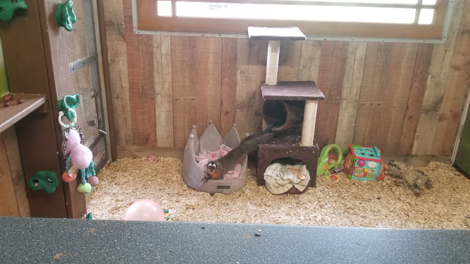 Pocono Snake&Animal Farm - Owl Monkey stretch (Nancy Ma's)