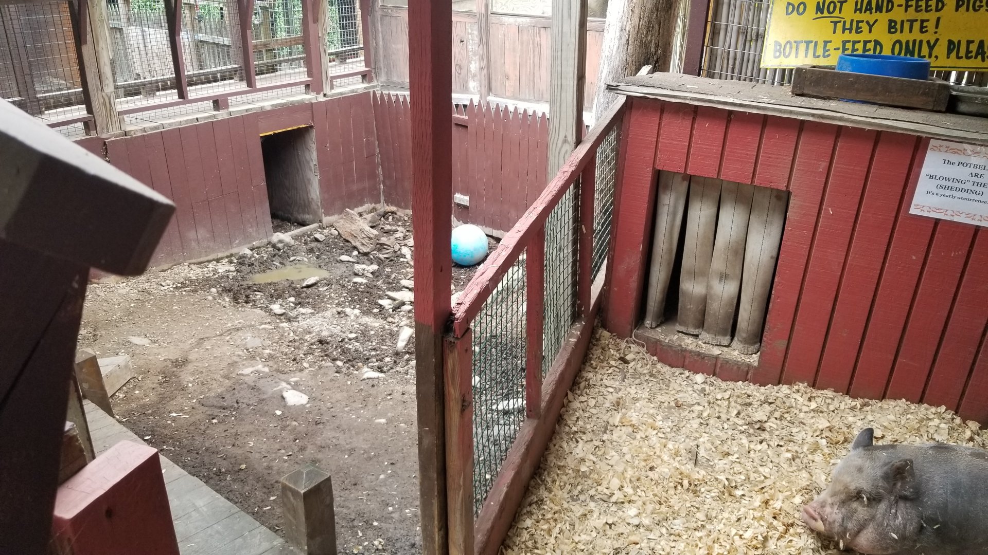 Pocono Snake&Animal Farm - pig area