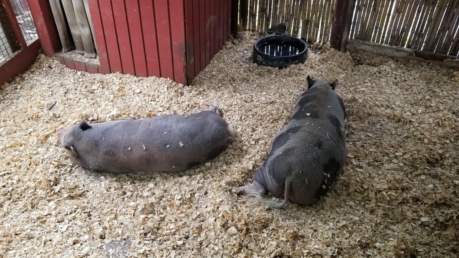 Pocono Snake&Animal Farm - pigs