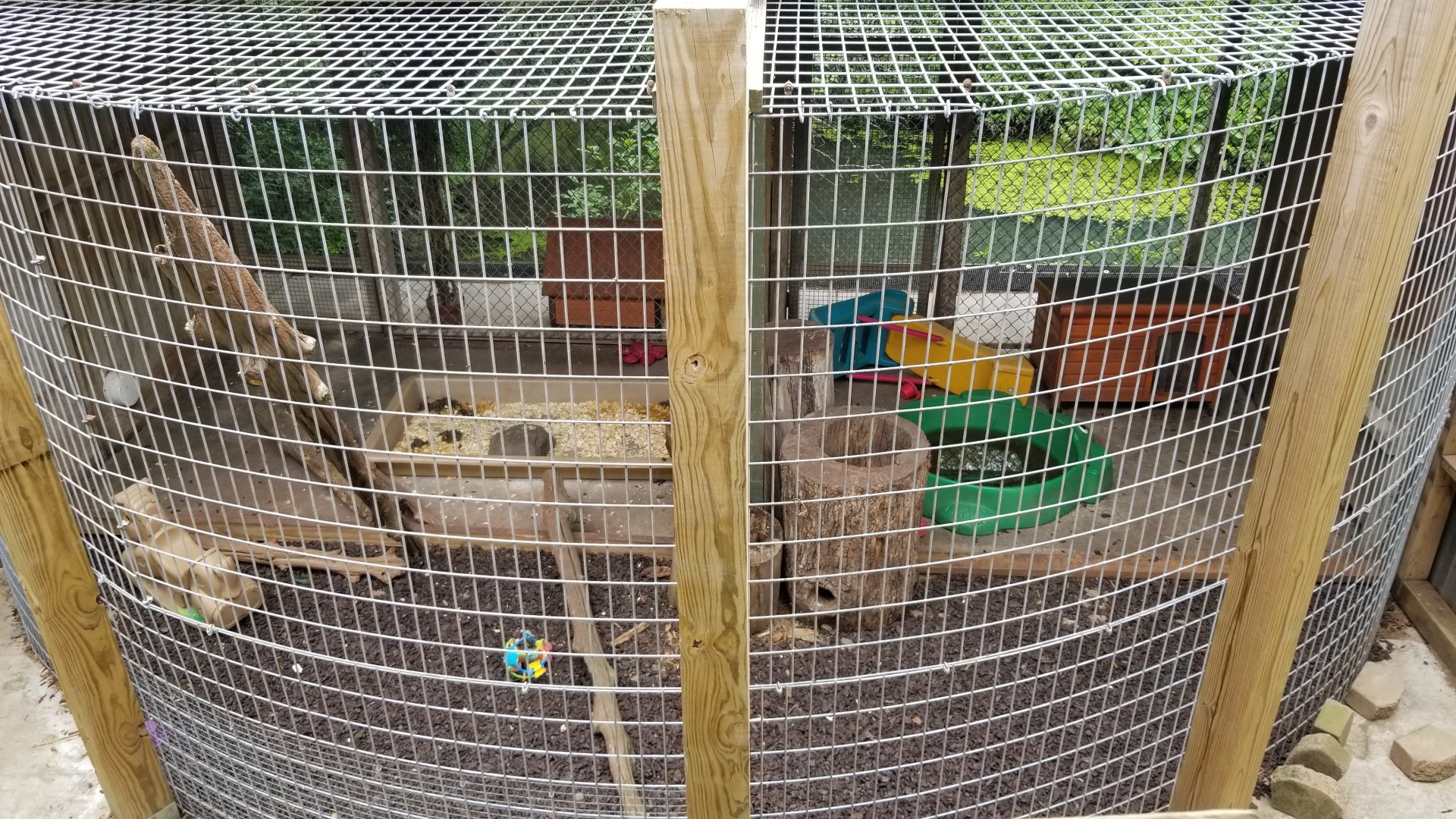 Pocono Snake&Animal Farm - Raccoon