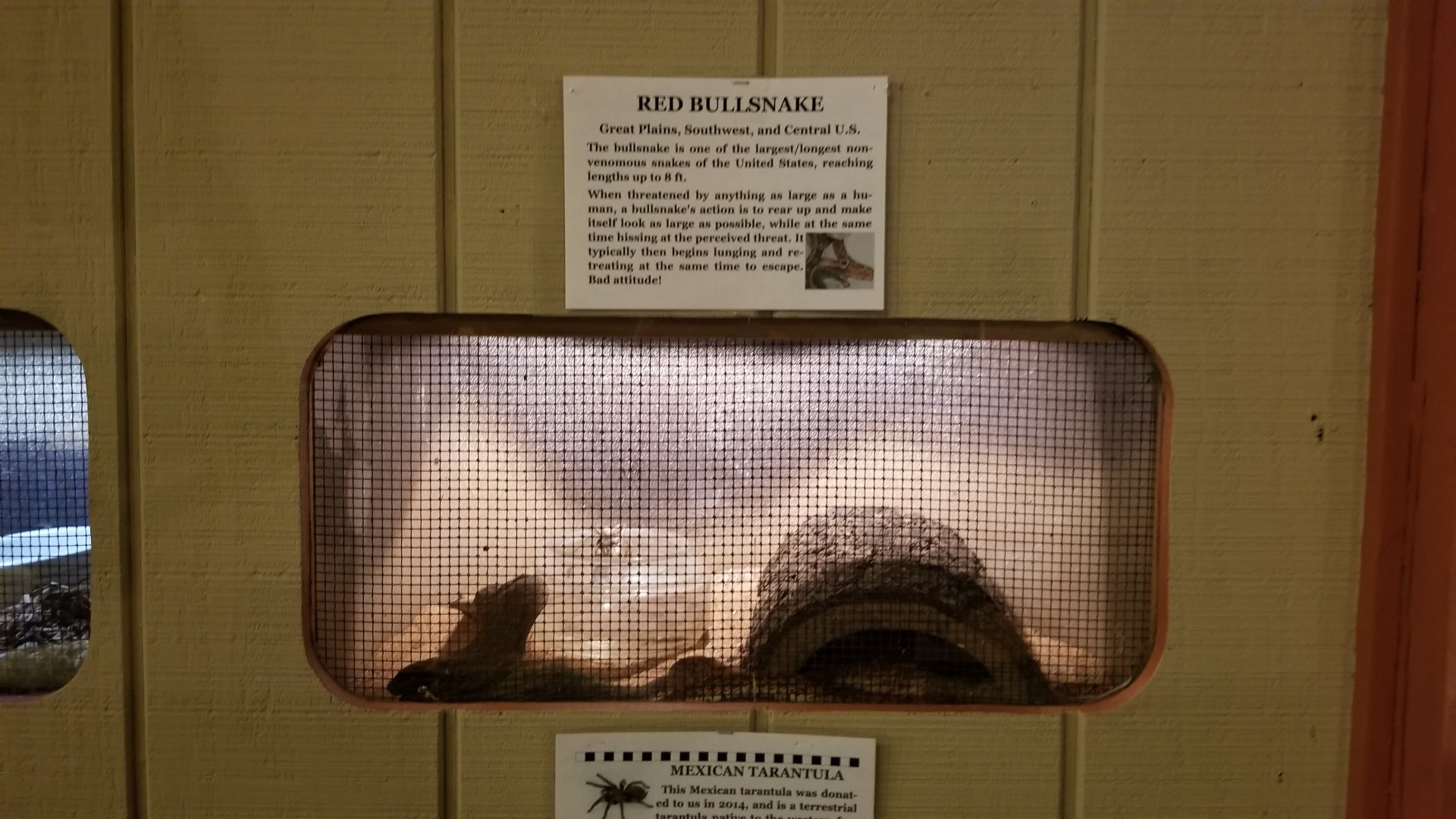 Pocono Snake&Animal Farm - Red Bullsnake