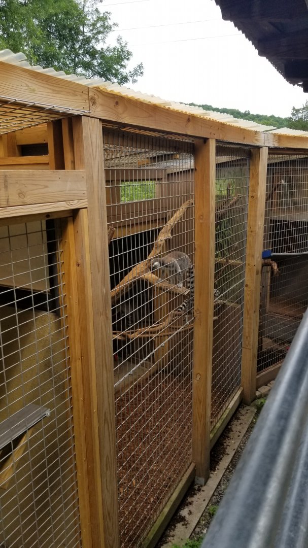 Pocono Snake&Animal Farm - Ring-tailed Lemurs
