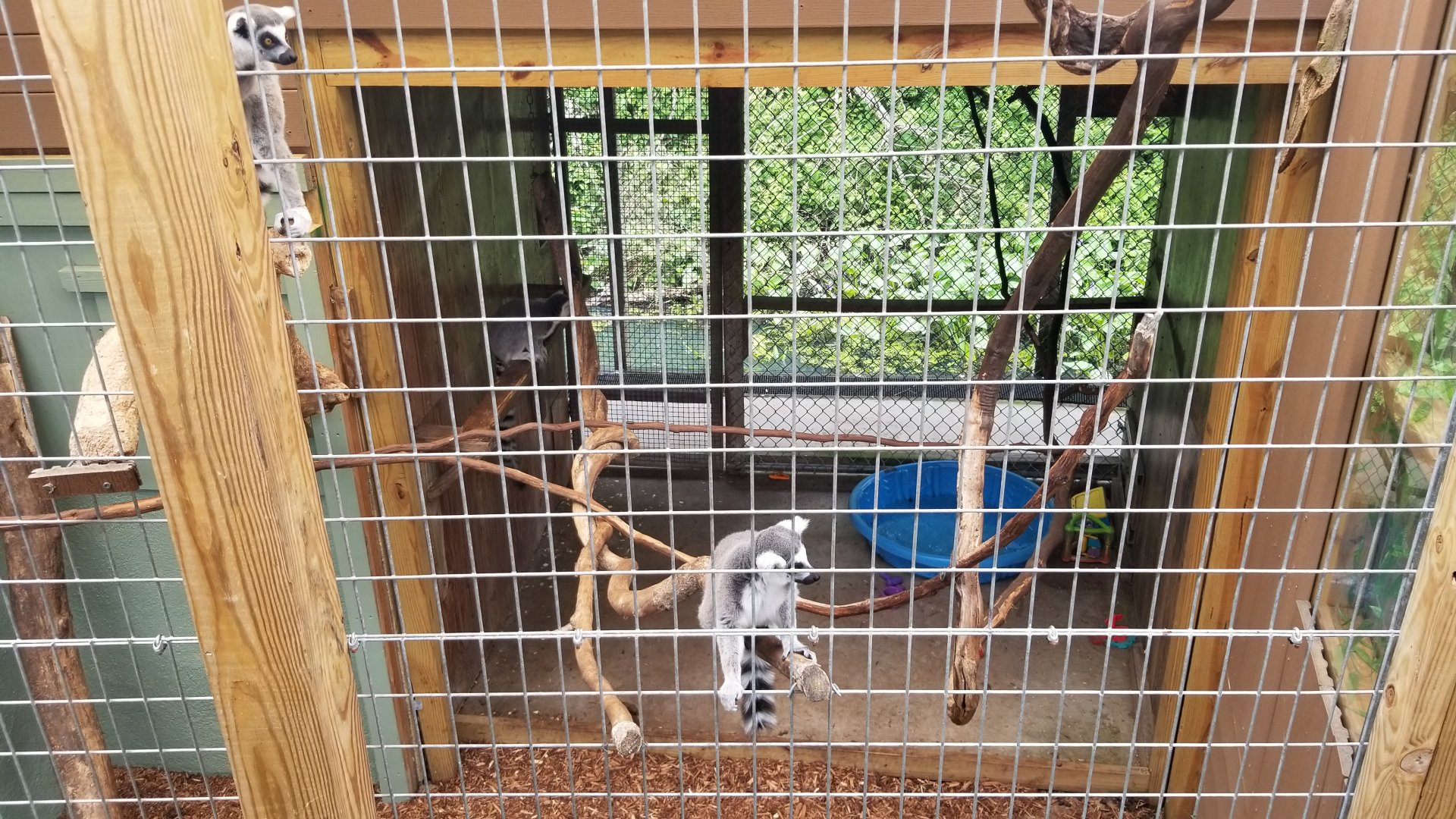 Pocono Snake&Animal Farm - Ring-tailed Lemurs