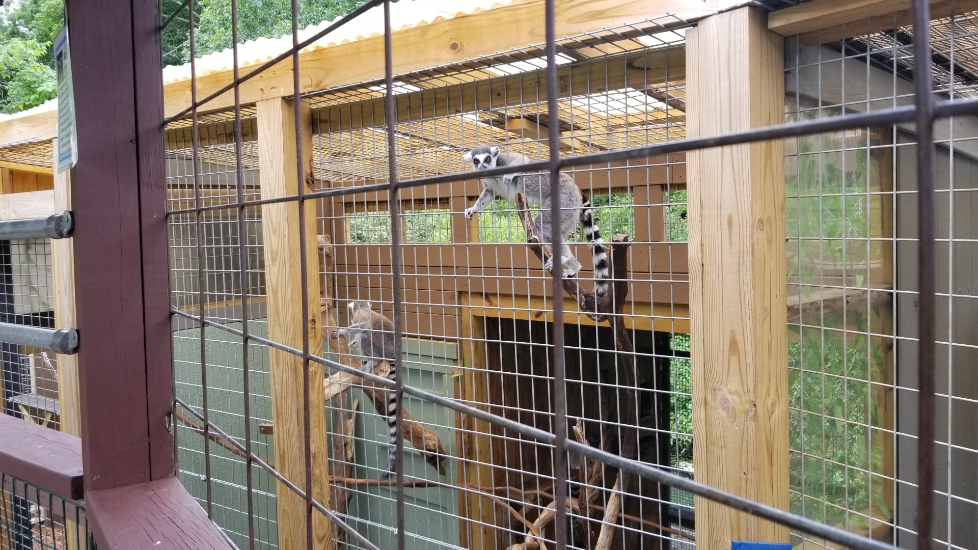 Pocono Snake&Animal Farm - Ringtail starting to stick head out