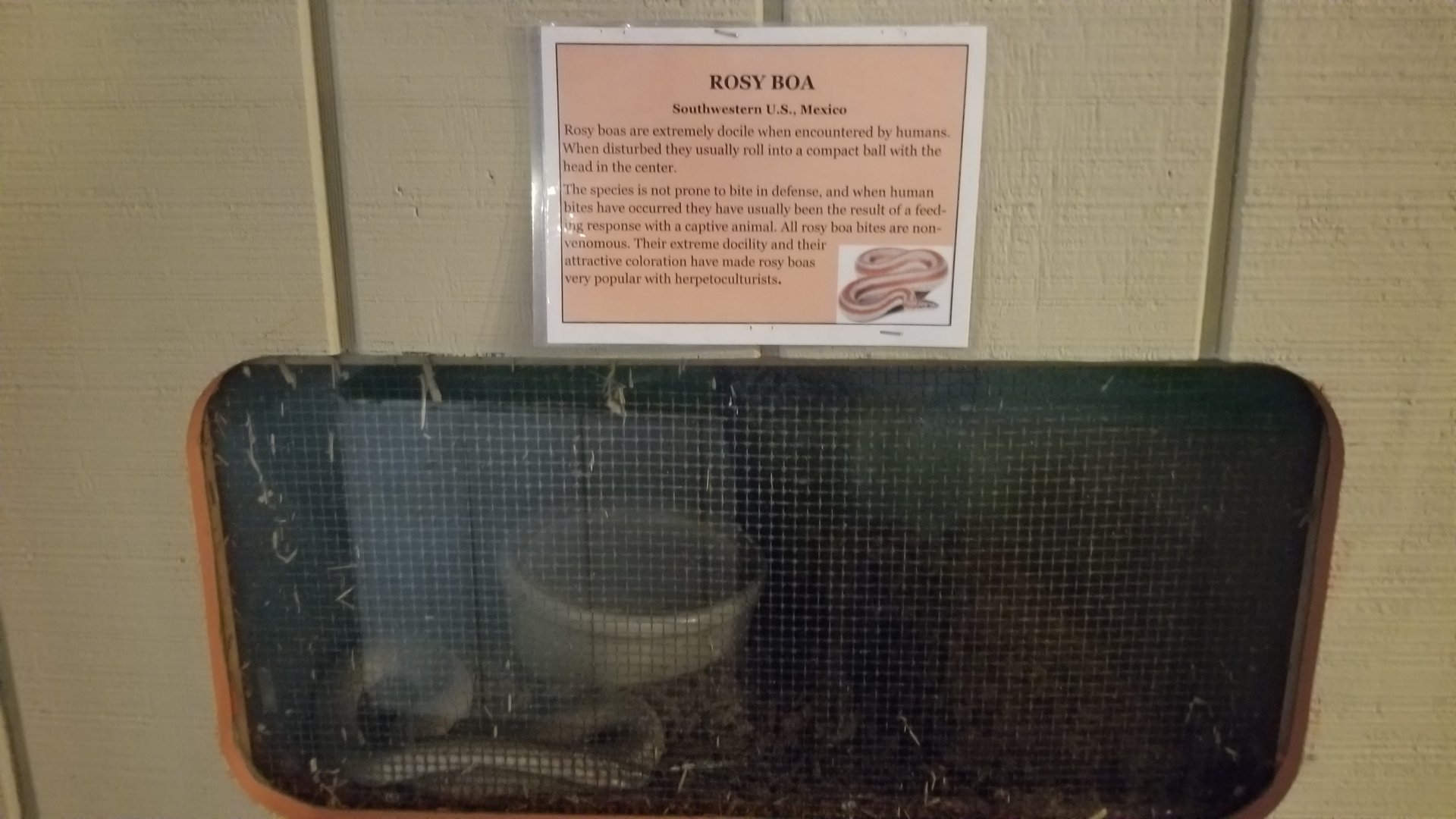Pocono Snake&Animal Farm - Rosy Boa