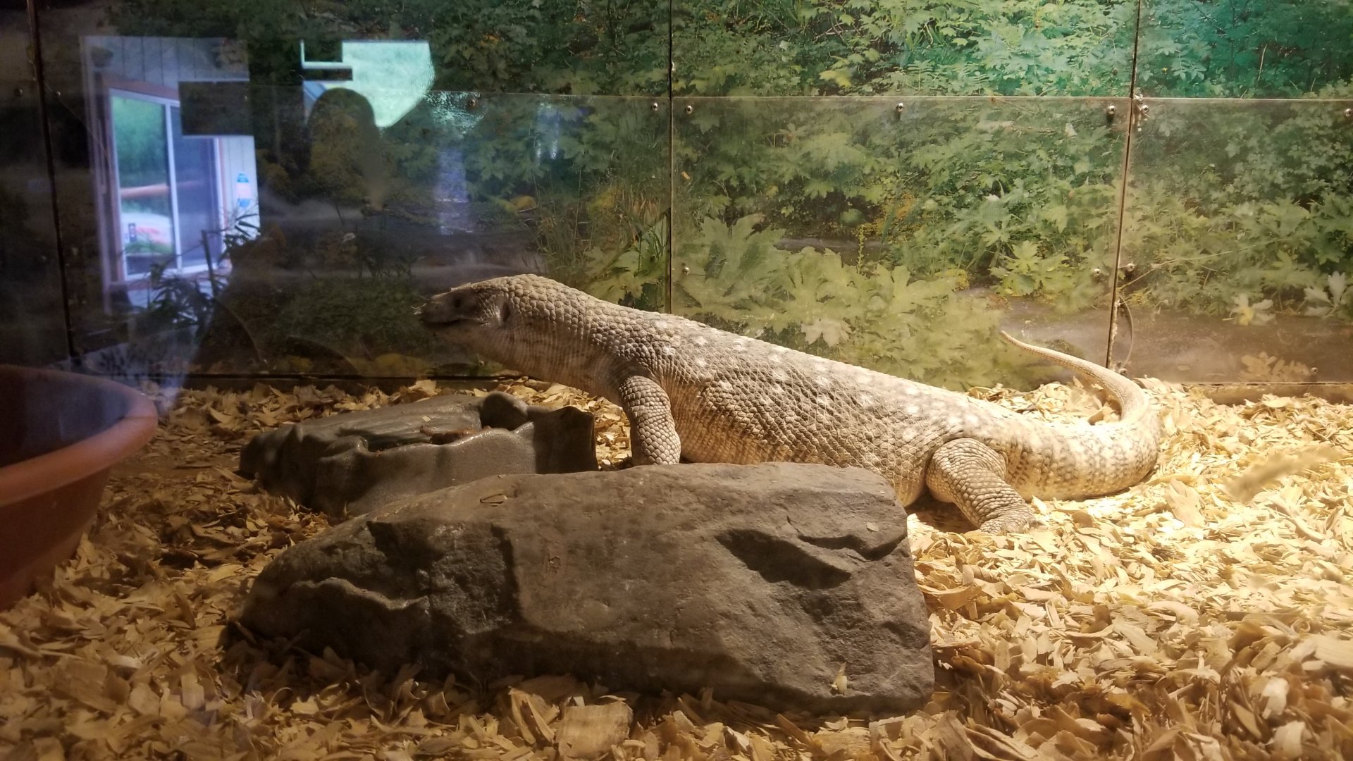 Pocono Snake&Animal Farm - Savannah Monitor