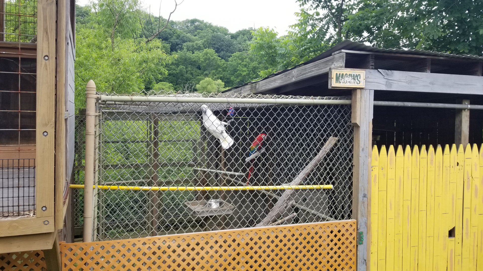 Pocono Snake&Animal Farm - Scarlet Macaw & Cockatoo