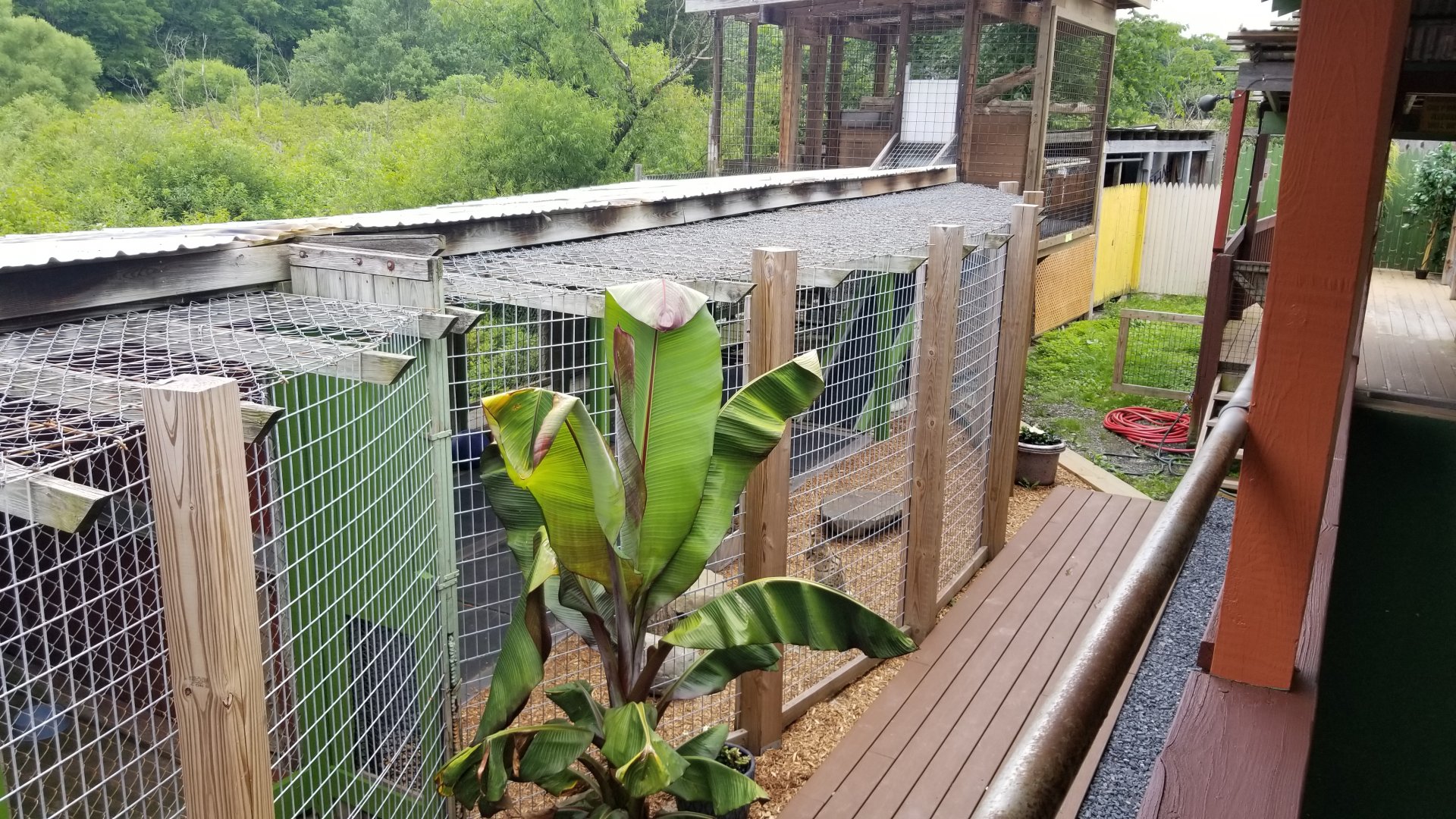 Pocono Snake&Animal Farm - Serval