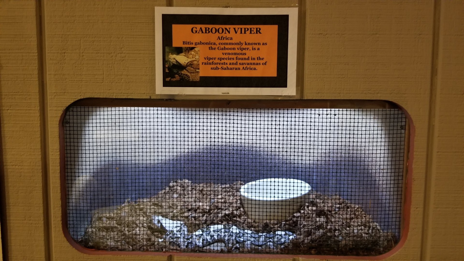 Pocono Snake&Animal Farm - small Gaboon Viper