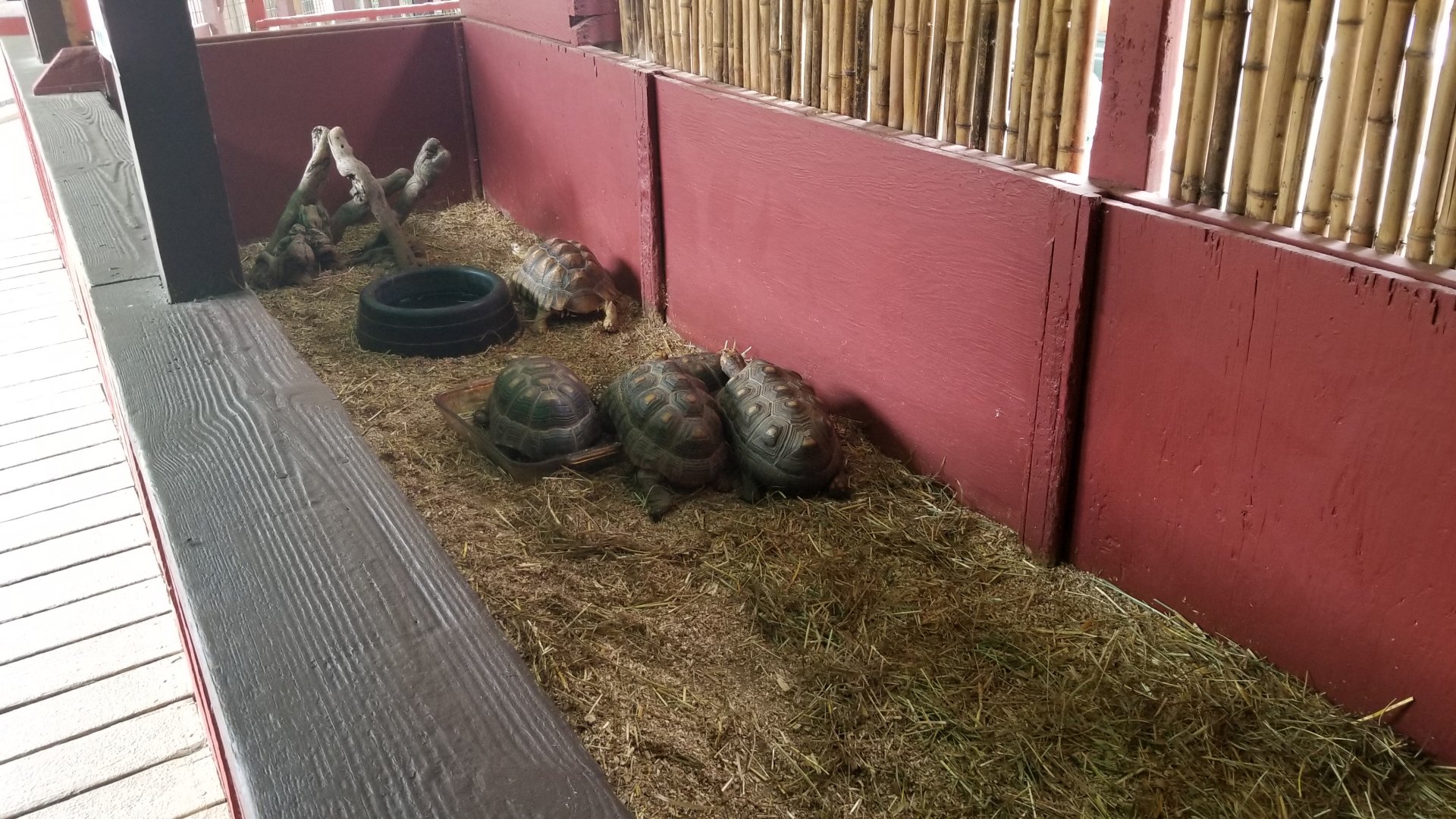 Pocono Snake&Animal Farm - Sulcata and red-footed tortoises