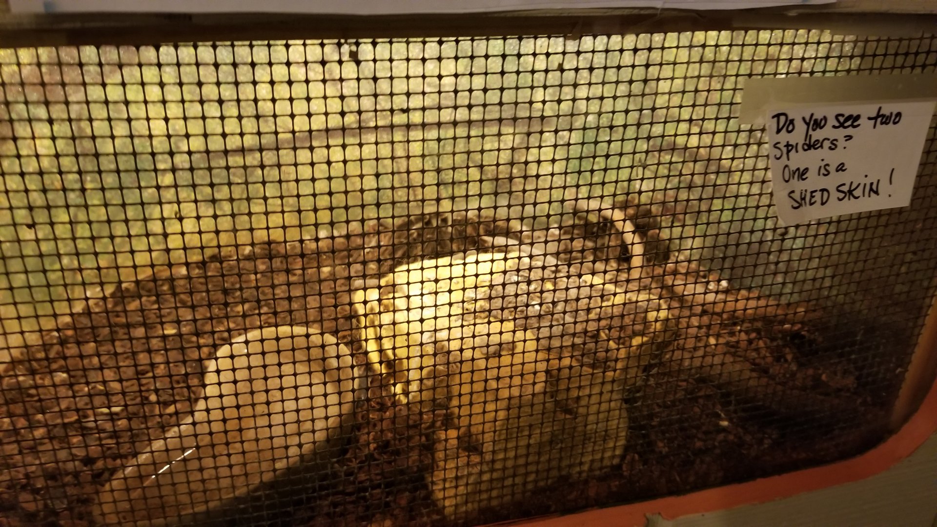 Pocono Snake&Animal Farm - Tarantula and shed skin (right)
