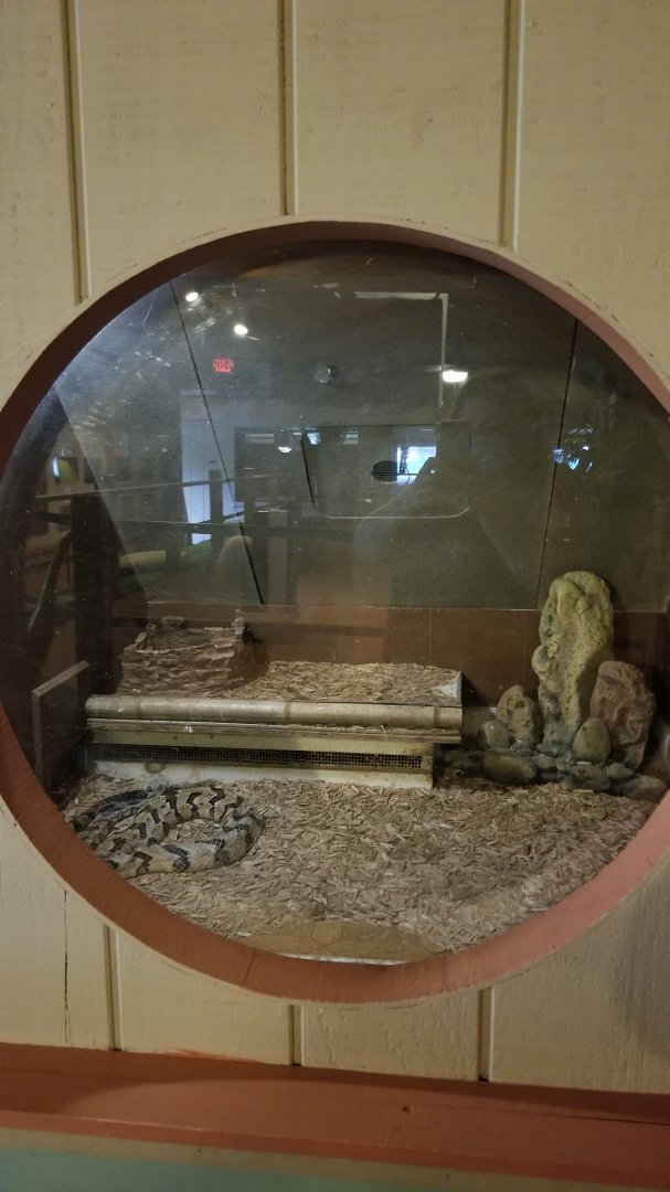Pocono Snake&Animal Farm - unsigned rattlesnake