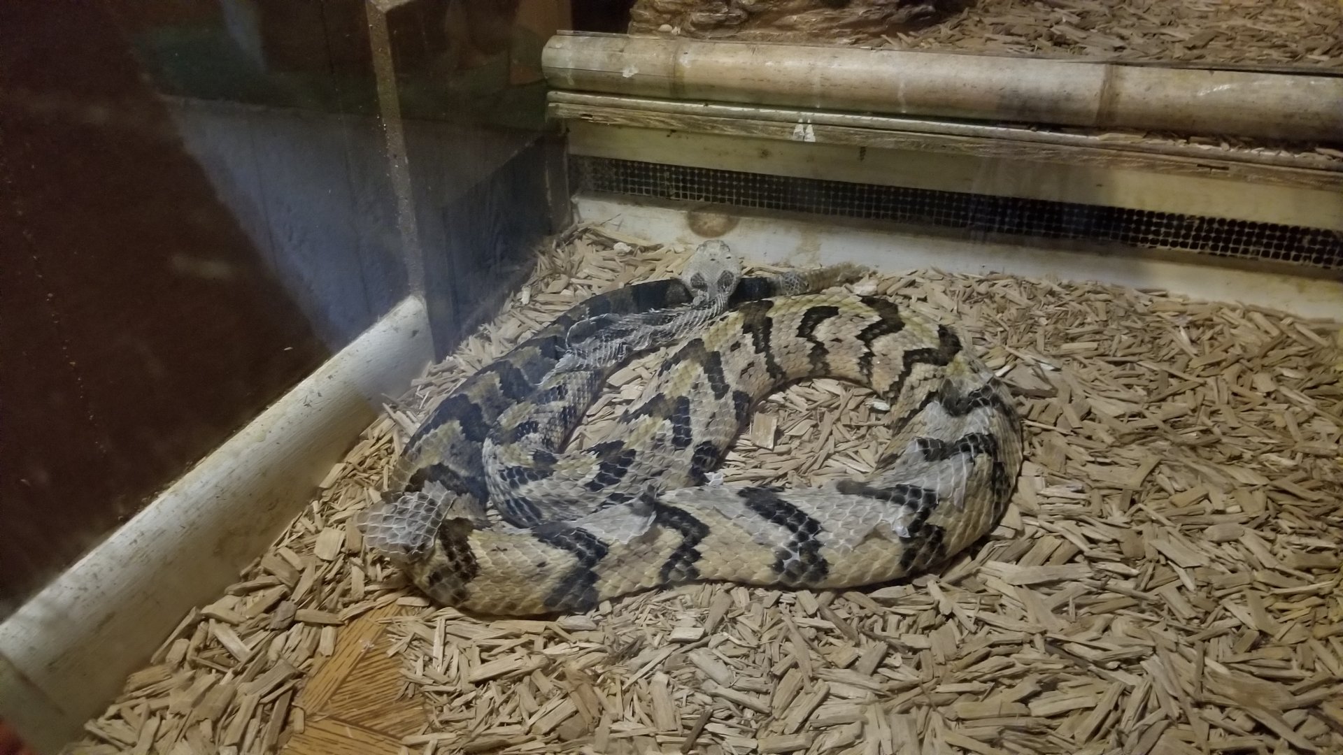 Pocono Snake&Animal Farm - unsigned rattlesnake