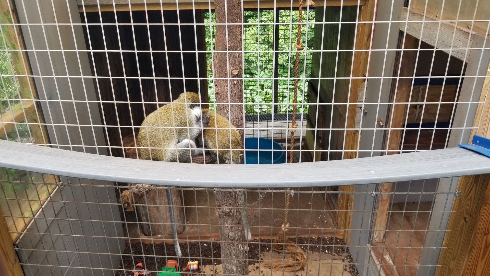 Pocono Snake&Animal Farm - Vervets