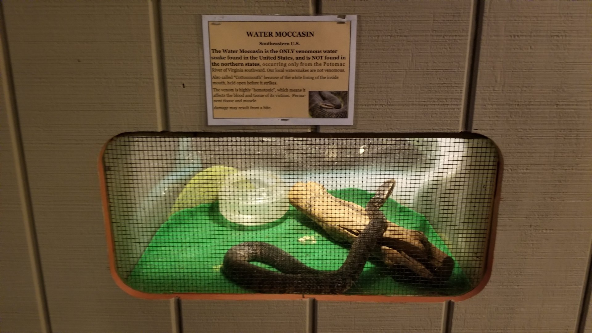 Pocono Snake&Animal Farm - Water Moccasin