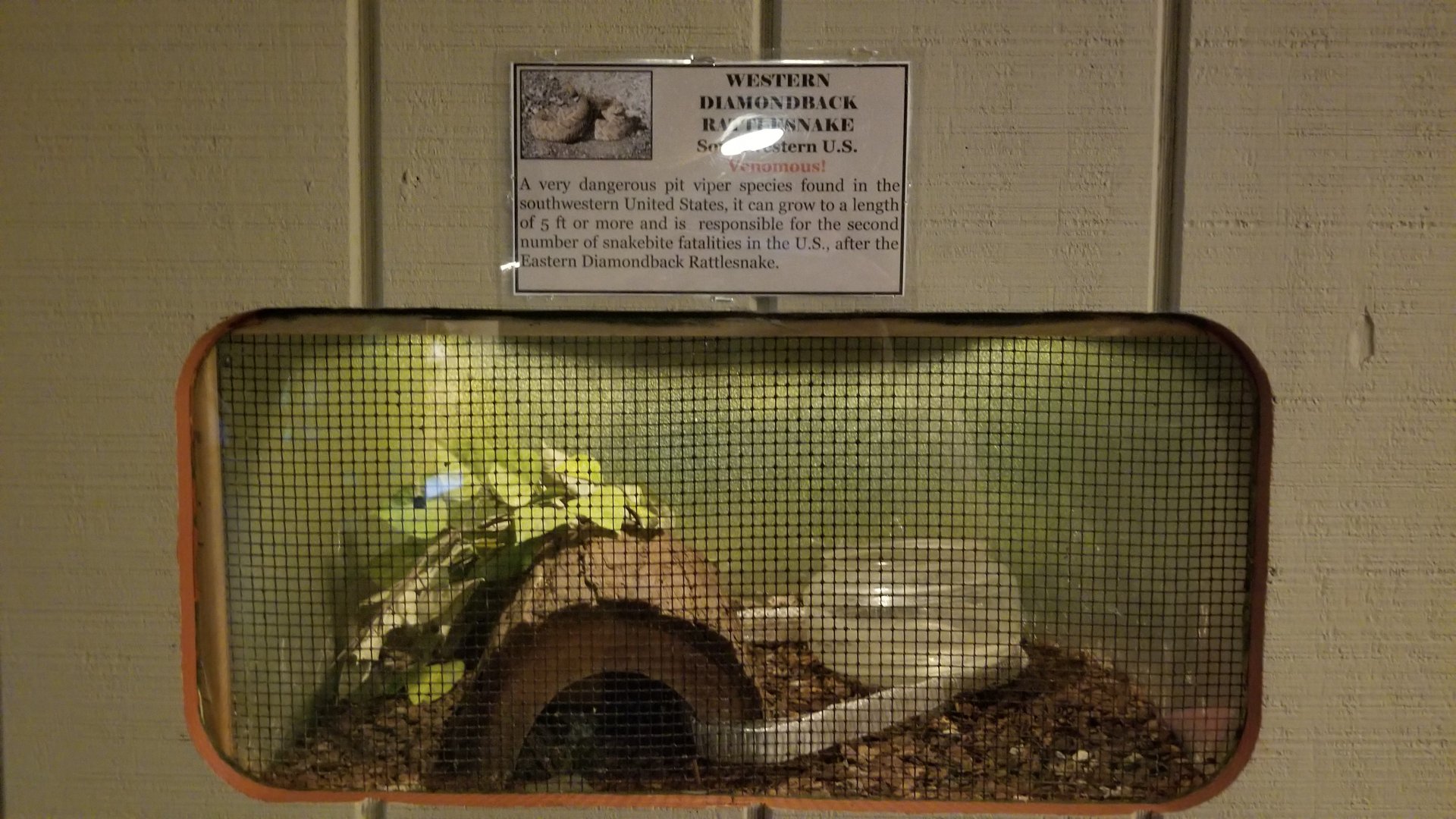 Pocono Snake&Animal Farm - Western Diamondback