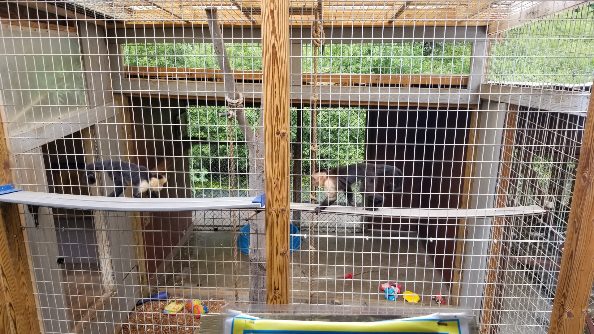 Pocono Snake&Animal Farm - White-headed Capuchins