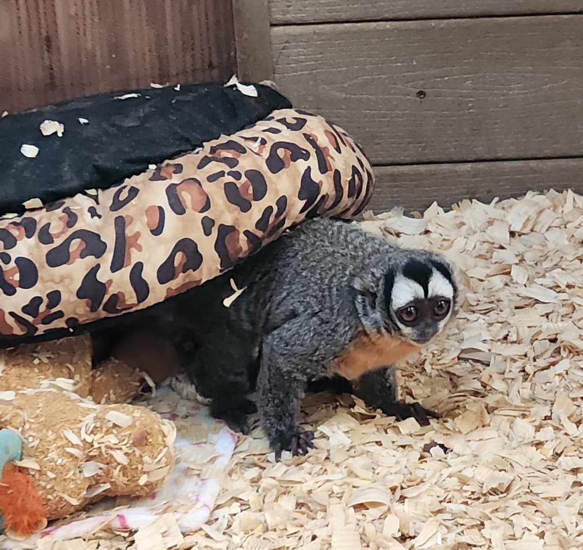 Pocono Snake Farm - Night Monkey