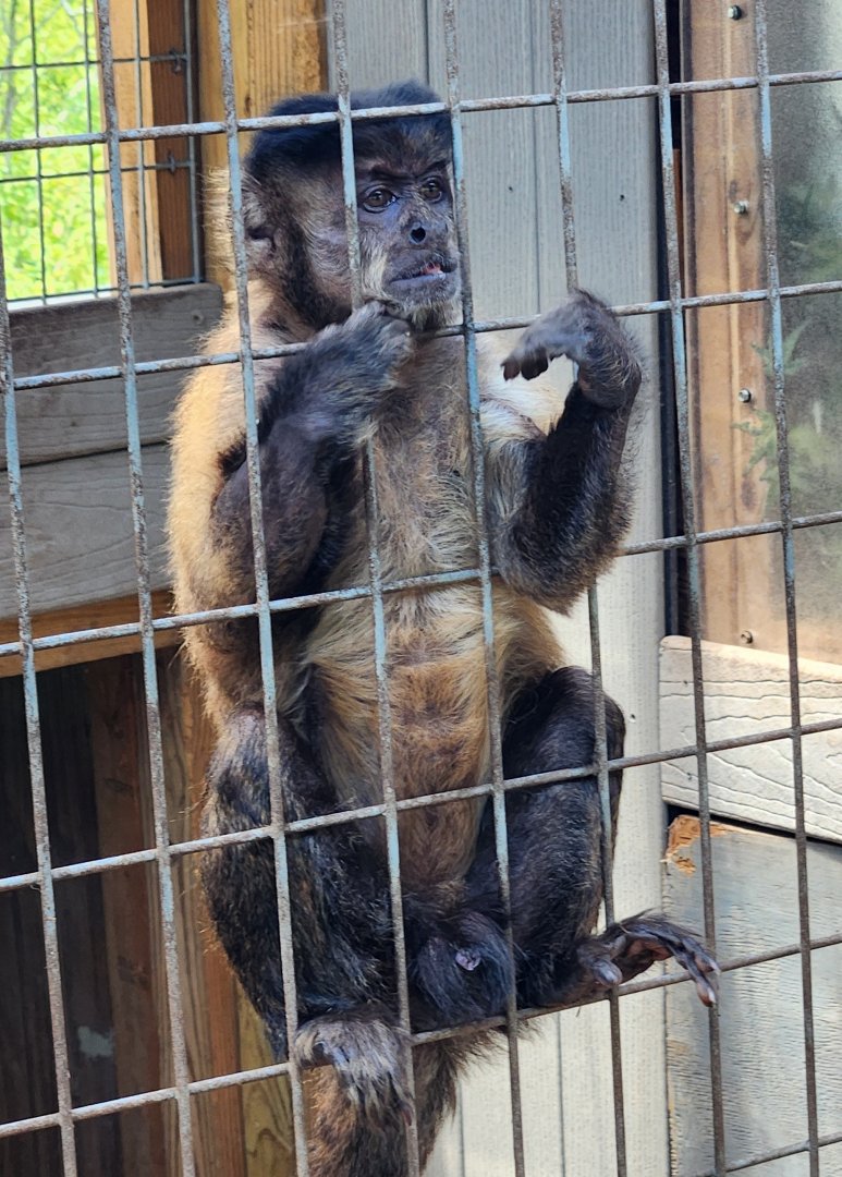 Pocono Snake Farm - Tufted Capuchin