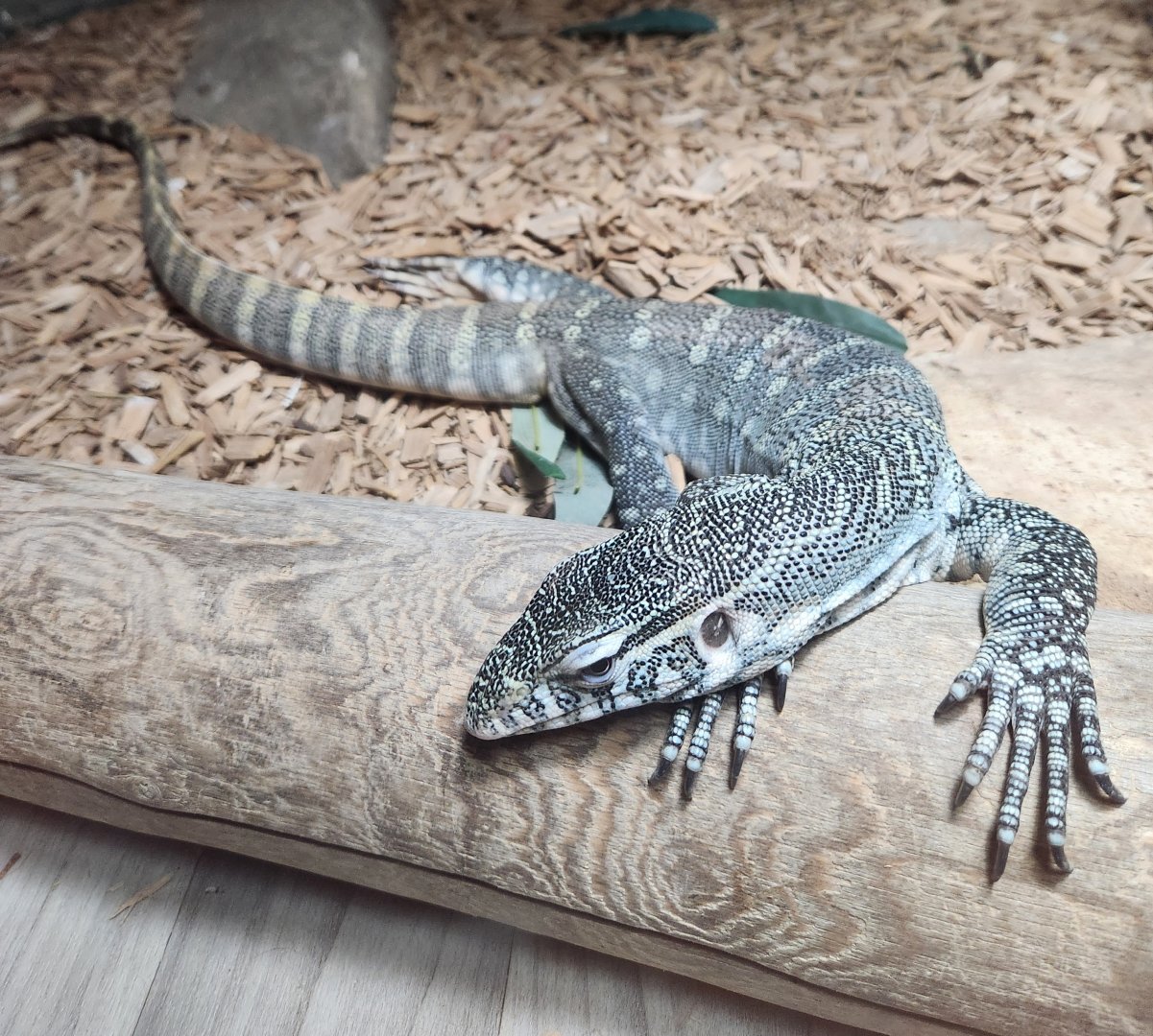 Pocono Snake Farm - Varanus (niloticus) ornatus
