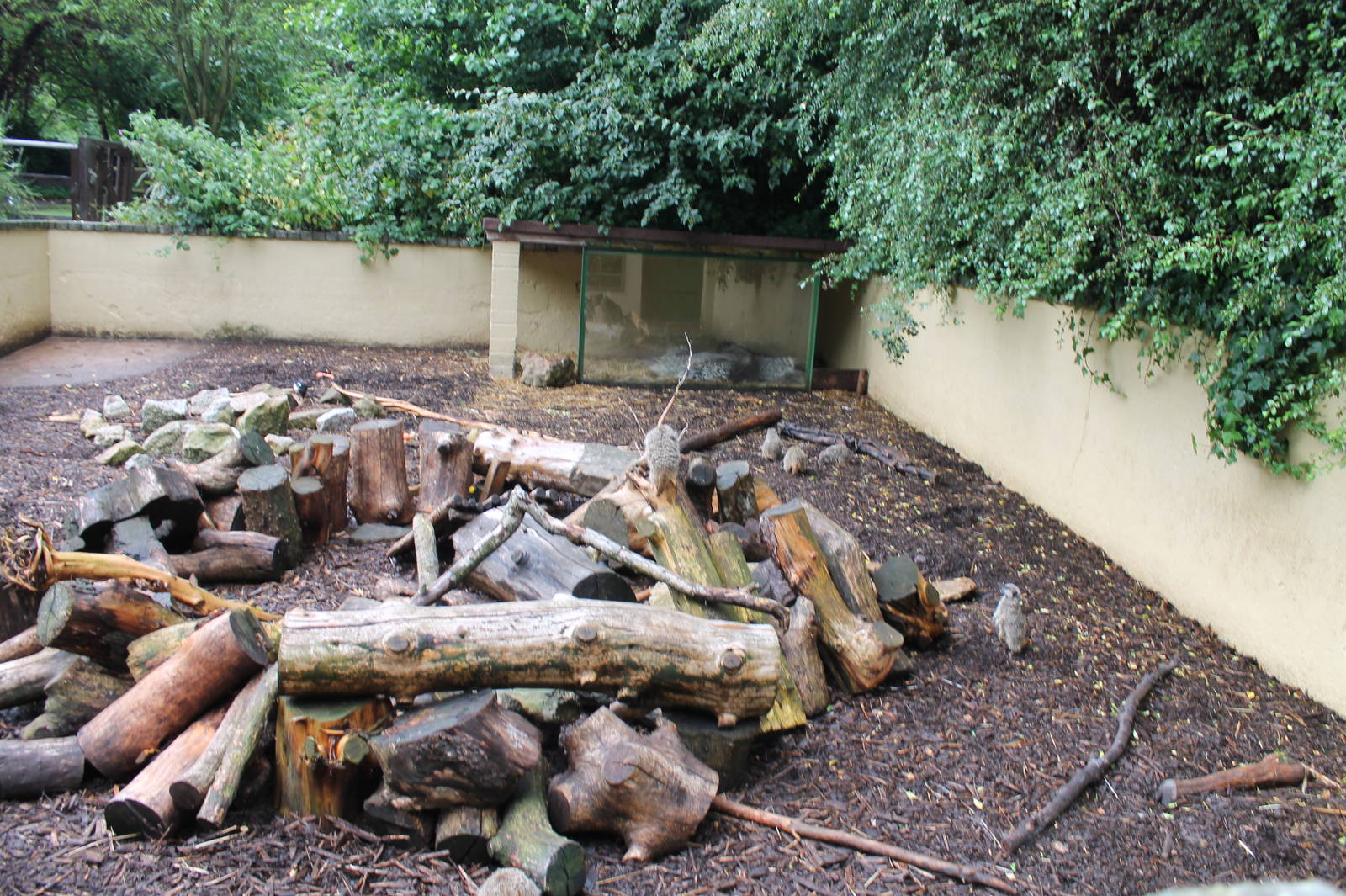 Pocupine/Meerkat Enclosure