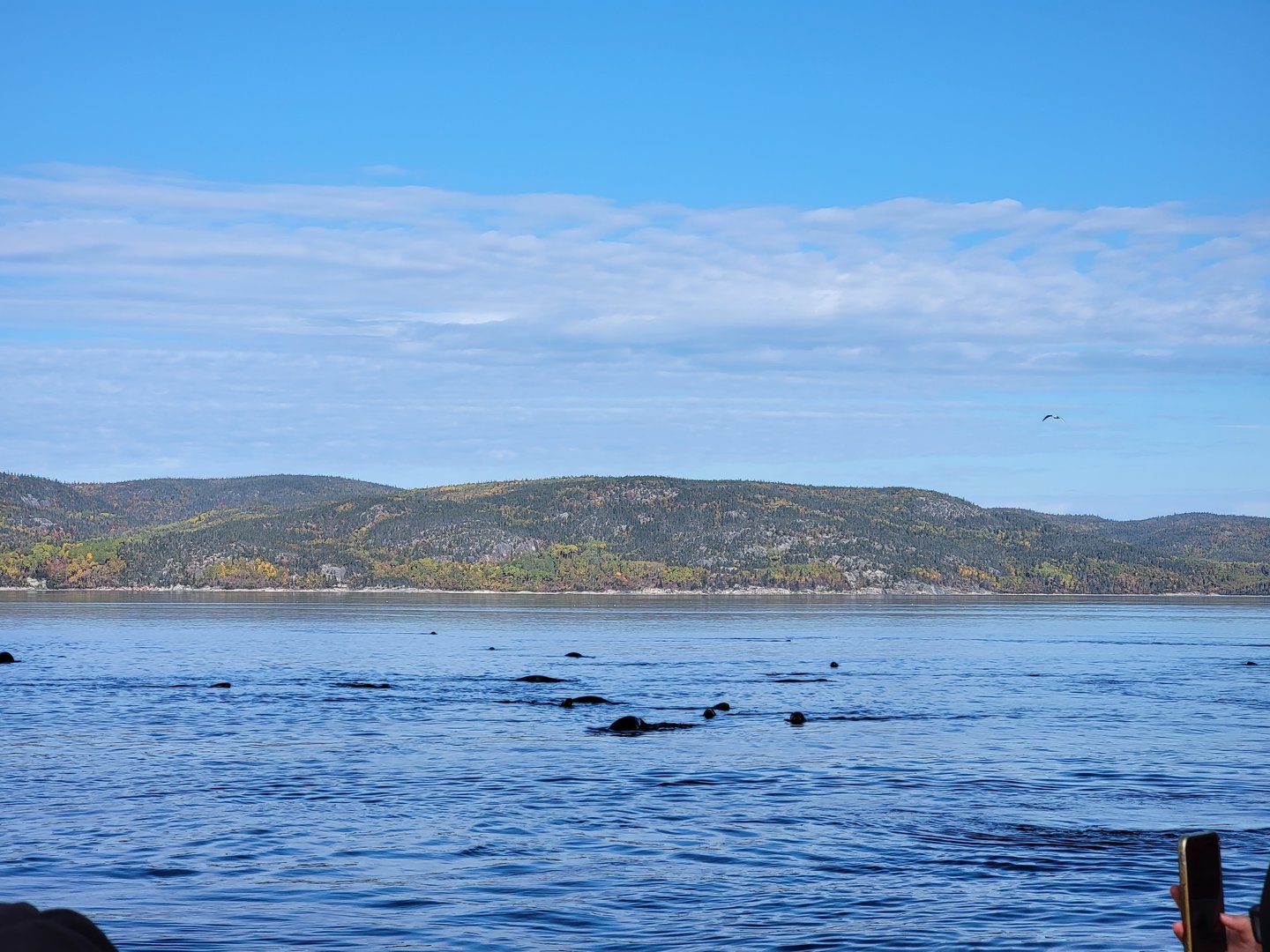 Pod of gray seals, Saguenay-St. Lawrence Marine Park