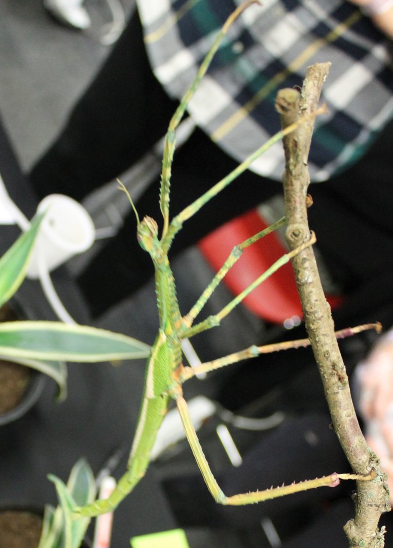 Podacanthus viridroseus