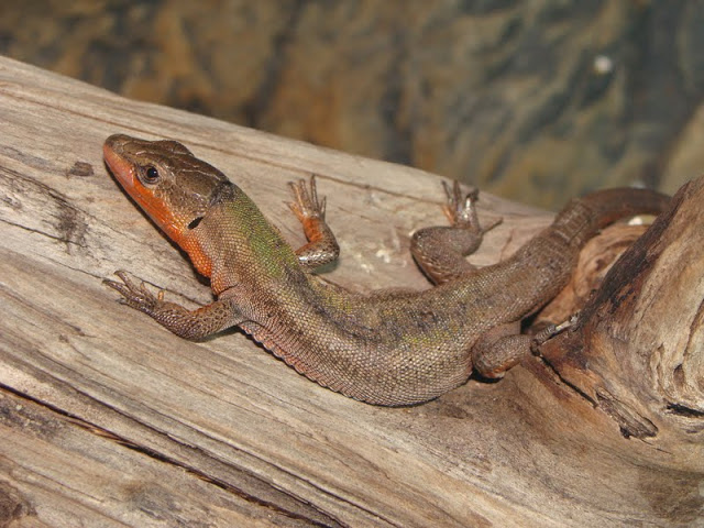 Podarcis melisellensis