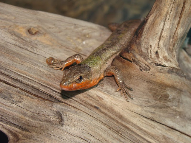 Podarcis melisellensis