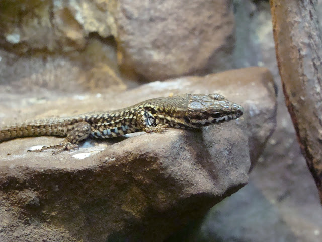 Podarcis muralis