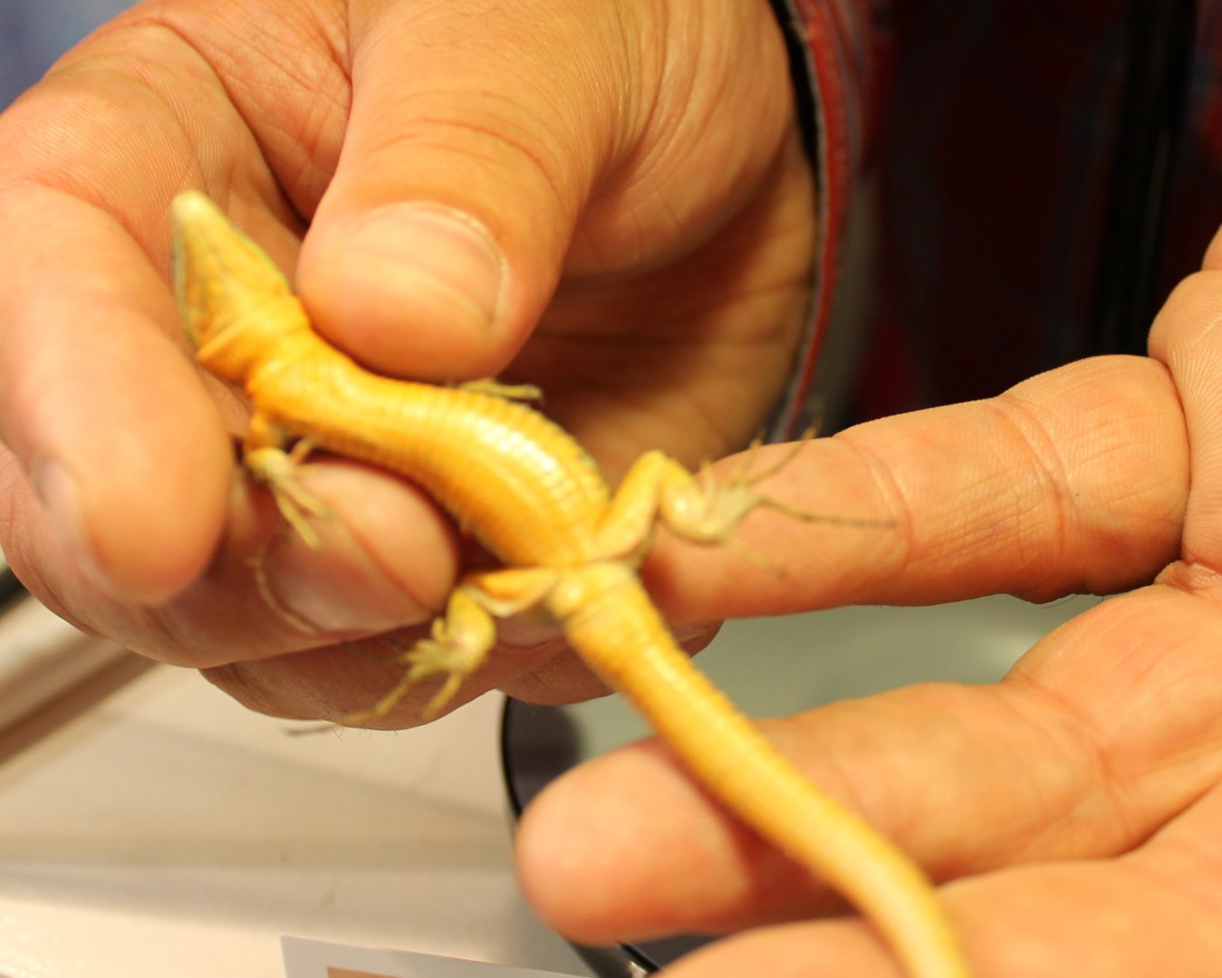 Podarcis sicula campestris