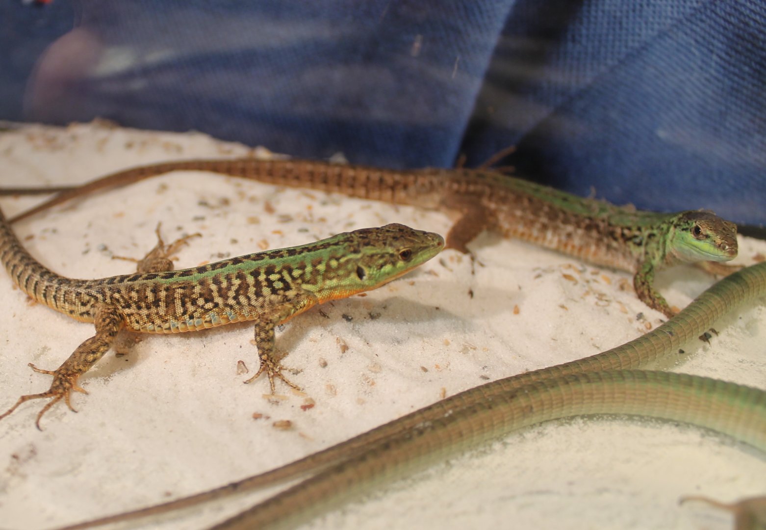 Podarcis sicula campestris