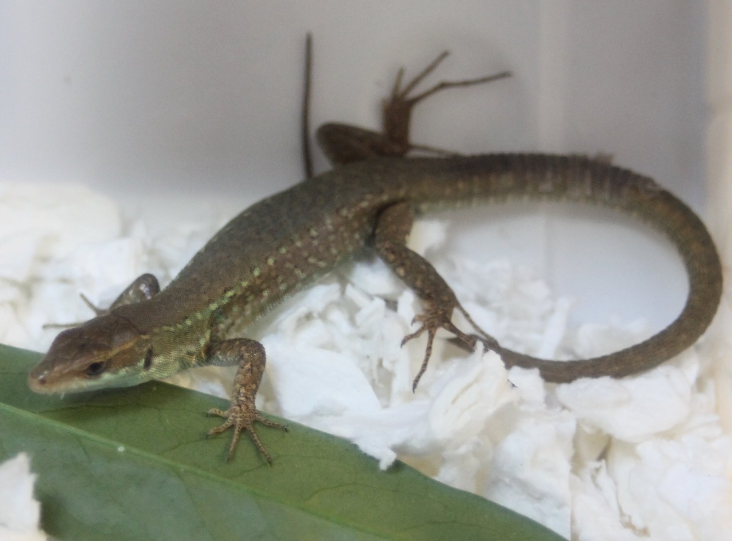 Podarcis siculus klemmeri