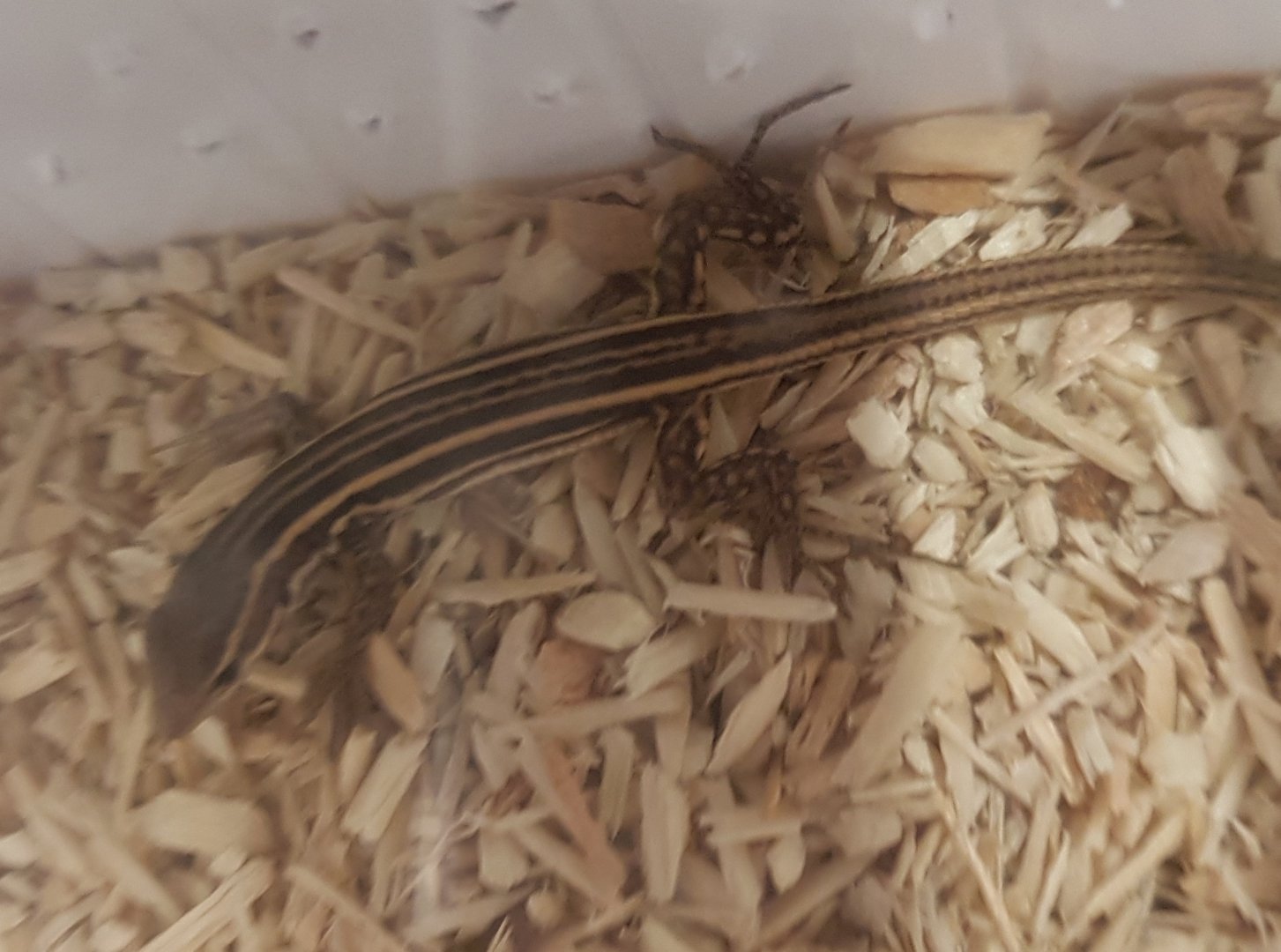 Podarcus peloponnesiacus