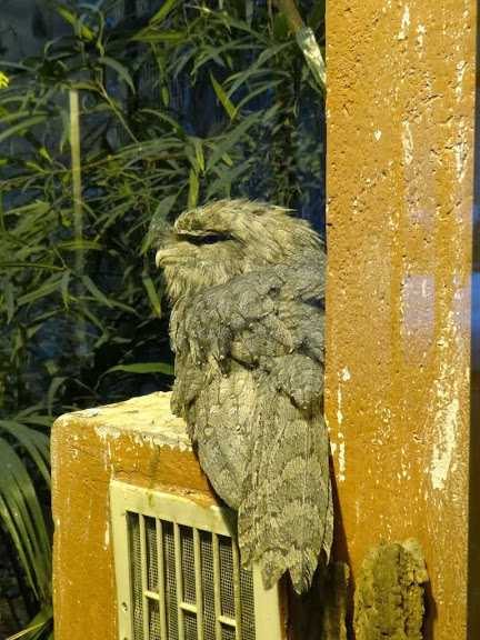 Podargus strigoides strigoides