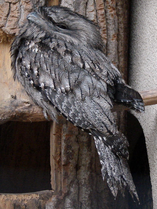 Podargus strigoides / Tawny frogmouth