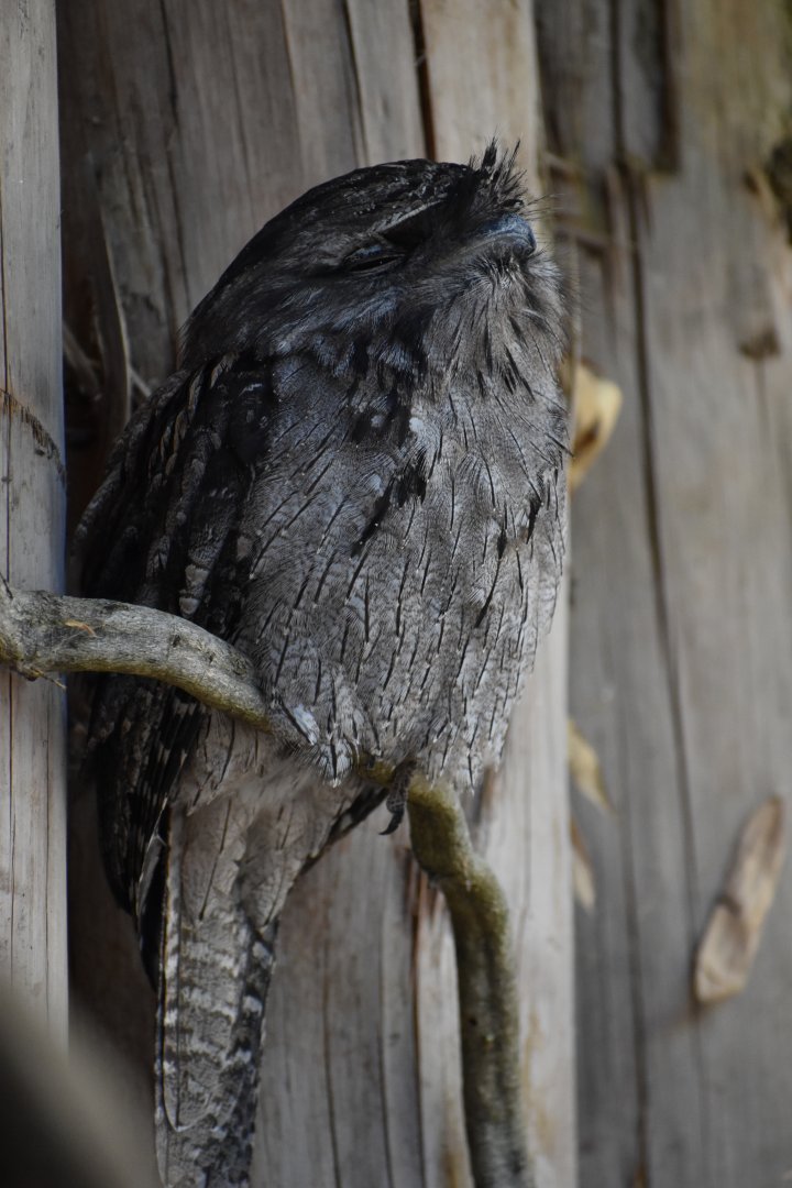 Podargus strigoides - Tawny Frogmouth
