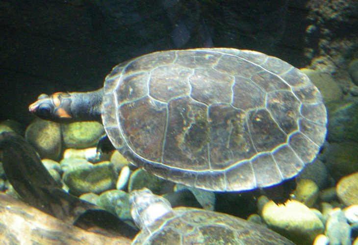 Podocnemis erythrocephala