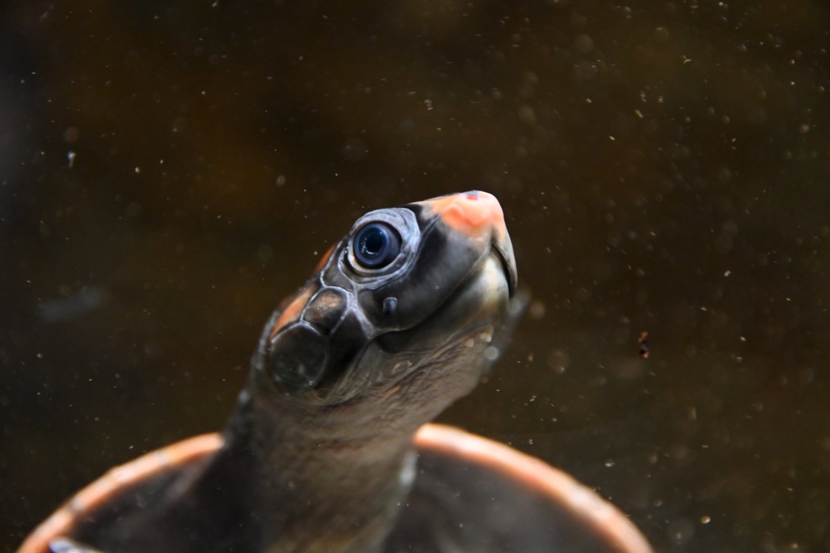 Podocnemis erythrocephala