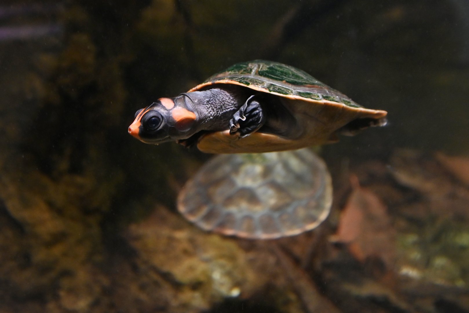 Podocnemis erythrocephala