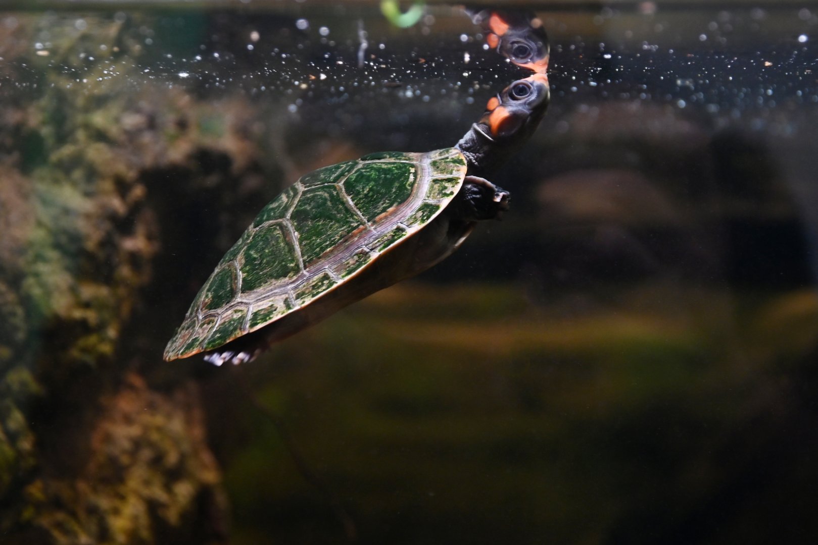 Podocnemis erythrocephala