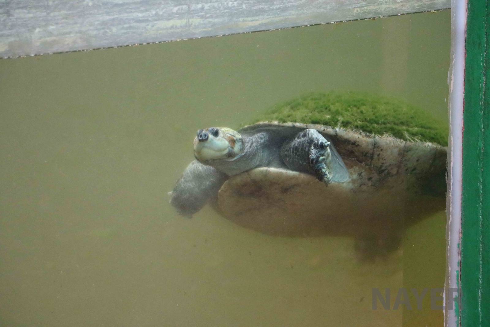 Podocnemis (sp.) turtle, March 2016