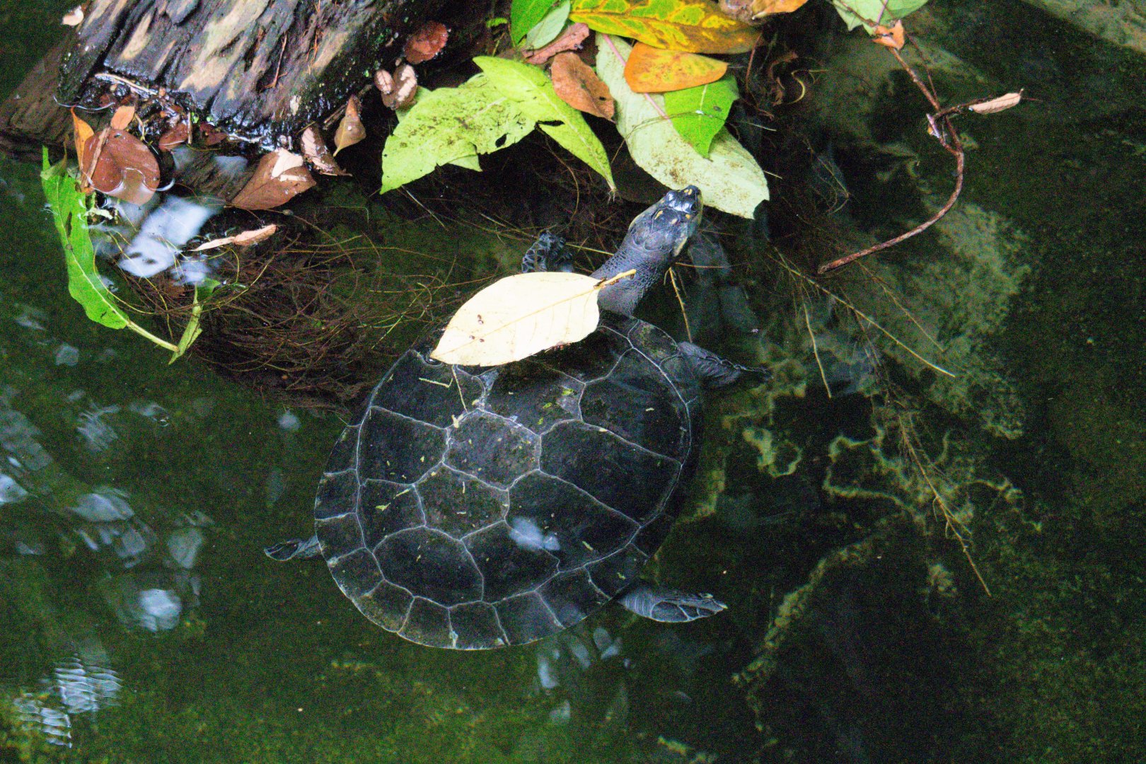 Podocnemis unifilis / Yellow-Spotted River Turtle
