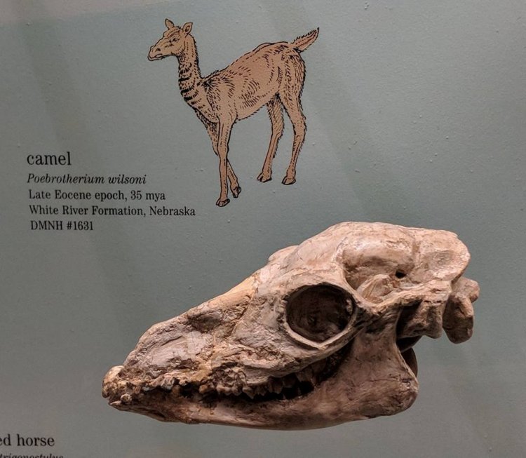 Poebrotherium wilsoni