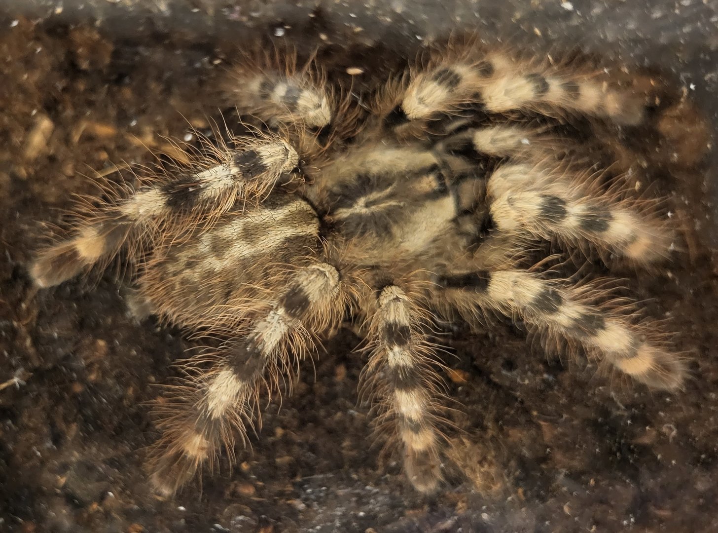 Poecilotheria formosa