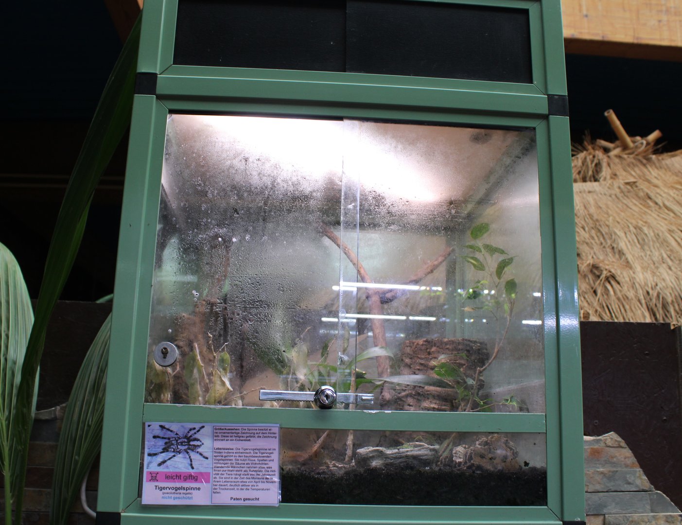Poecilotheria regalis tank